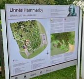 Carl von Linnén Hammarbyssä.