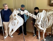 Mustiala Suomen ensimmäisena maatalousoppilaistoksena. Kartanon historiaan johdatti Juhani Norbäck. Maatalousoppilaitoksen opiskelijoita perehdyttivät alusta lähtien oikeat eläinten luurangot. Kuva: Matti Heimonen